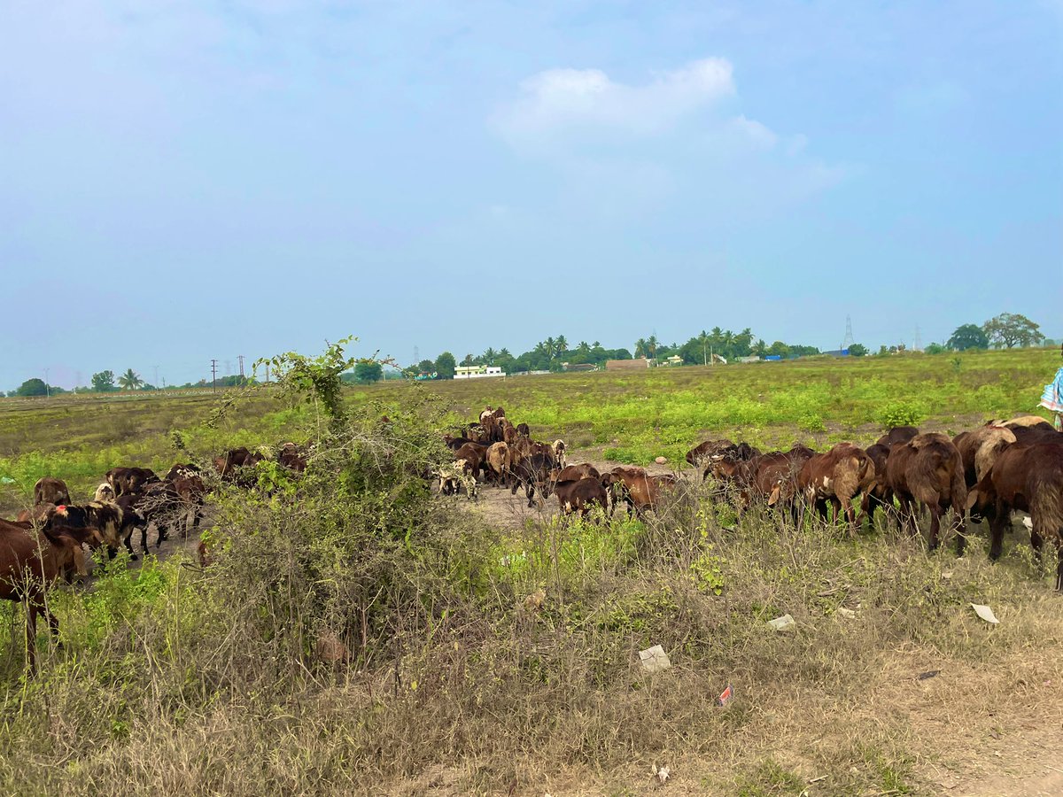 msahoo626's tweet photo. In the rural tranquility of Telangana, a woman takes charge, skillfully herding a flock of goats. ✨

#WomenEmpowerment  #RuralResilience  #TelanganaTradition #CommunityLeadership https://t.co/lgAAKB4uSg