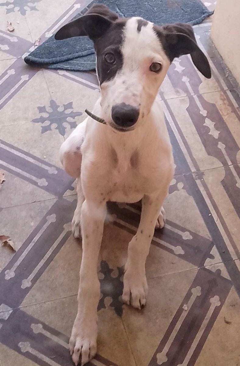 Granadina tiene 4 meses y es esta perrita preciosa.
Es cachorra, quiere jugar y necesita desgastar energía.
La llevamos a CABA y GBA 
Queres adoptarla? Escribime! 
misionsolidariatwitter@gmail.com
Asunto: granadina con soda 
Rt por favor. Gracias