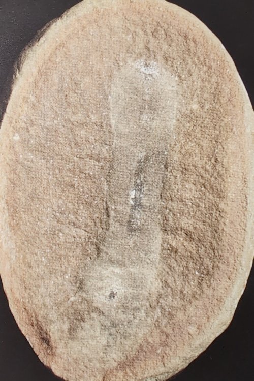 ESCONI's tweet photo. Mazon Monday #198: Priapulites konecniorum #fossils #paleontology #MazonMonday #MazonCreek #worm #priapulidworm #pit11 #pennsylvanian #illinois
https://t.co/TcxylqwuOi https://t.co/5pLzsq7Tui