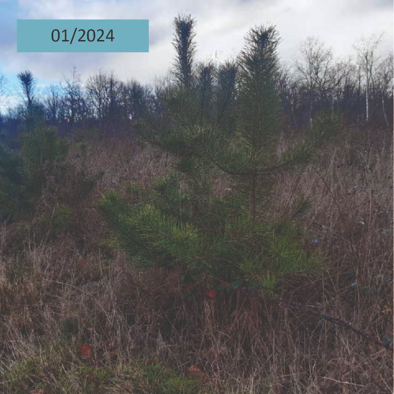 En Avril 2020, Duramen a soutenu la plantation de 1800 Pins sylvestres à Châteauneuf sur Loire (45) pour transformer 1 ha de peuplement pauvre. Voici quelques images de ces arbres presque 4 ans après leur plantation.