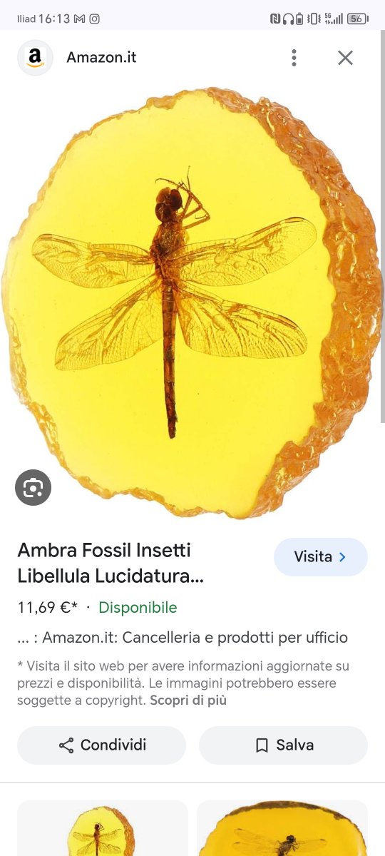 LexMashal's tweet photo. @laraj_wil @JaredChevert Cosa ha pensato Lara ad aver letto "libero" vicino a libellula: https://t.co/tOvP3cOujm