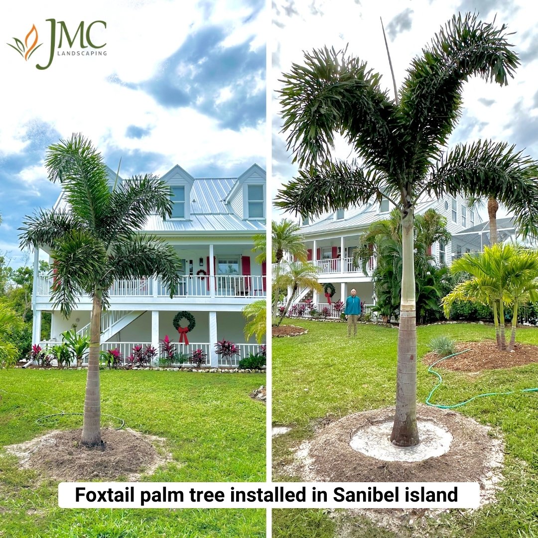 LandscapingJmc's tweet photo. Just finished installing a stunning 𝐅𝐨𝐱𝐭𝐚𝐢𝐥 𝐏𝐚𝐥𝐦 𝐭𝐫𝐞𝐞 on Sanibel Island! Our team at 𝐉𝐌𝐂 𝐋𝐚𝐧𝐝𝐬𝐜𝐚𝐩𝐢𝐧𝐠 𝐅𝐋 is dedicated to enhancing the beauty of our local communities,one tree at a time. We're thrilled to see how this new addition brightens the area. https://t.co/329TlBBTEC