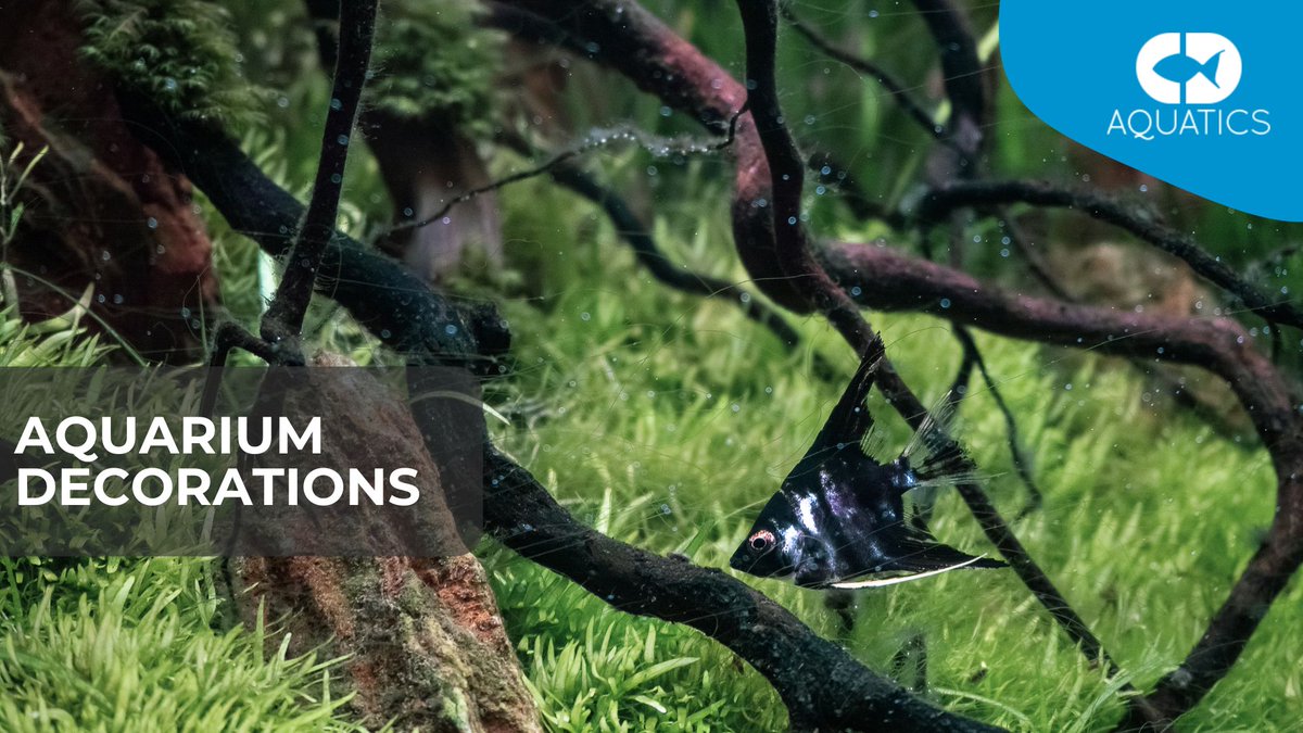 C.D Aquatics (@cdaquatics) on Twitter photo At CD Aquatics, we offer a diverse range of aquarium ornaments, including driftwood in various shapes and sizes, air-operated accessories & more! π β¨
cdaquatics.co.uk/aquarium-decorβ¦
#CDAquatics #AquariumLife #Fishkeeping #AquaticDreams #AquariumEnthusiast #AquariumSetup At CD Aquatics, we offer a diverse range of aquarium ornaments, including driftwood in various shapes and sizes, air-operated accessories & more! π β¨
cdaquatics.co.uk/aquarium-decorβ¦
#CDAquatics #AquariumLife #Fishkeeping #AquaticDreams #AquariumEnthusiast #AquariumSetup