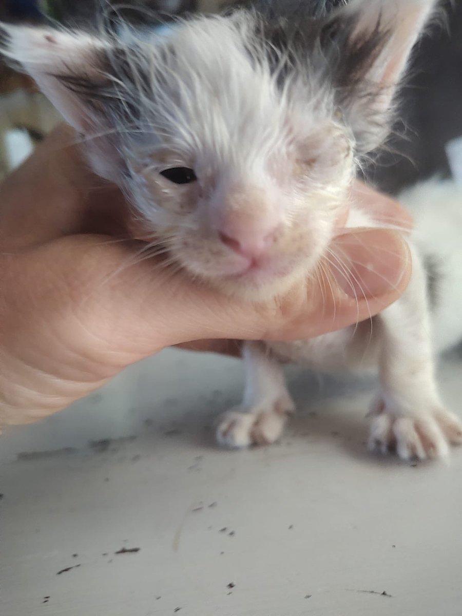 fifitabi's tweet photo. Hola! Rescatamos a una gatita con sus bebitos recién nacidos de la calle, estamos juntando fondos para poder afrontar el tratamiento. Hasta ahora la primera consulta y sus medicamentos nos salieron $19.020. 
Se agradece todo el que pueda colaborar $ o RT❤️ 
ALIAS: Gatitosforever https://t.co/yyD1Np7RCI