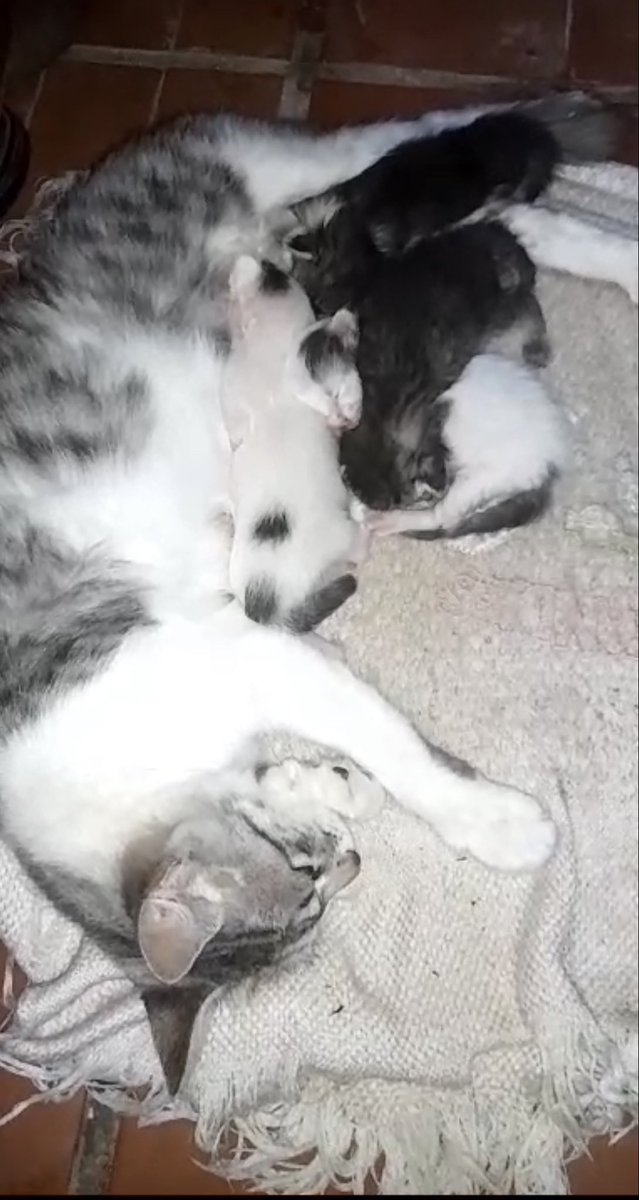 fifitabi's tweet photo. Hola! Rescatamos a una gatita con sus bebitos recién nacidos de la calle, estamos juntando fondos para poder afrontar el tratamiento. Hasta ahora la primera consulta y sus medicamentos nos salieron $19.020. 
Se agradece todo el que pueda colaborar $ o RT❤️ 
ALIAS: Gatitosforever https://t.co/yyD1Np7RCI