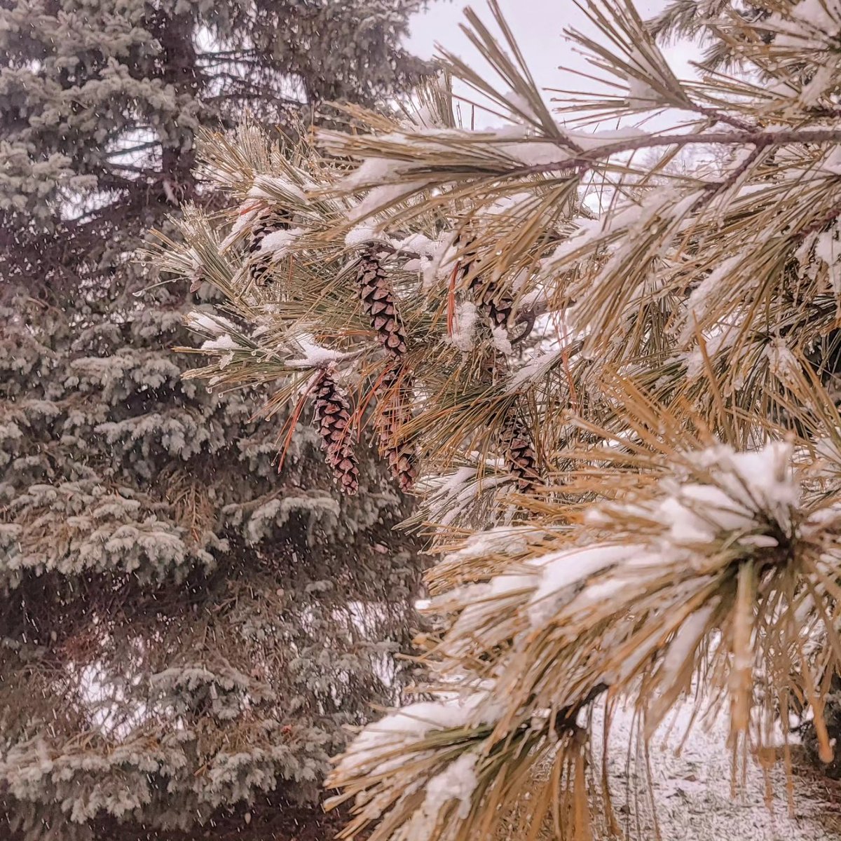 208Outdoors's tweet photo. Instagram captions are hard, and I'm too busy to think of one. So just go make today great!
❄️🌲❄️
#208Outdoors #GetOudoors #DailyMovement #WinterWalks #Snow #TakeAHike #InstaGood #LiveLaughLoveGetOutdoors https://t.co/3uoWFjvMyf