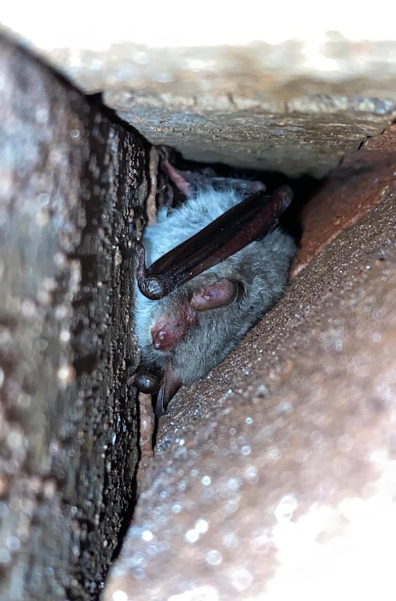 ecosupportltd's tweet photo. 🦇Just hangin' out🦇

One of our ecologists took these incredible pictures during a hibernation survey!📸

Many species were found, including Natterer's, Daubenton's, brown long-eared, and pipistrelles!🦇

 #HibernationSurvey #Ecology #BatSpecies #Bats #UKWildlife https://t.co/aPAqDmWhXN