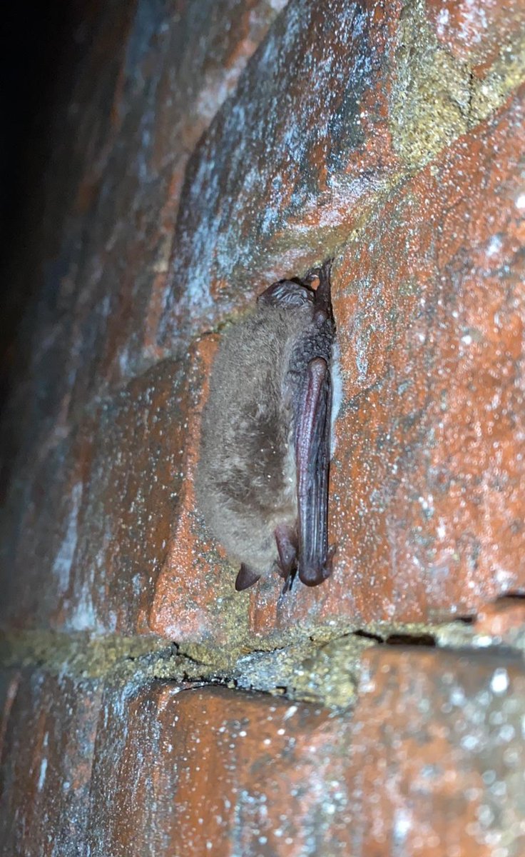 ecosupportltd's tweet photo. 🦇Just hangin' out🦇

One of our ecologists took these incredible pictures during a hibernation survey!📸

Many species were found, including Natterer's, Daubenton's, brown long-eared, and pipistrelles!🦇

 #HibernationSurvey #Ecology #BatSpecies #Bats #UKWildlife https://t.co/aPAqDmWhXN