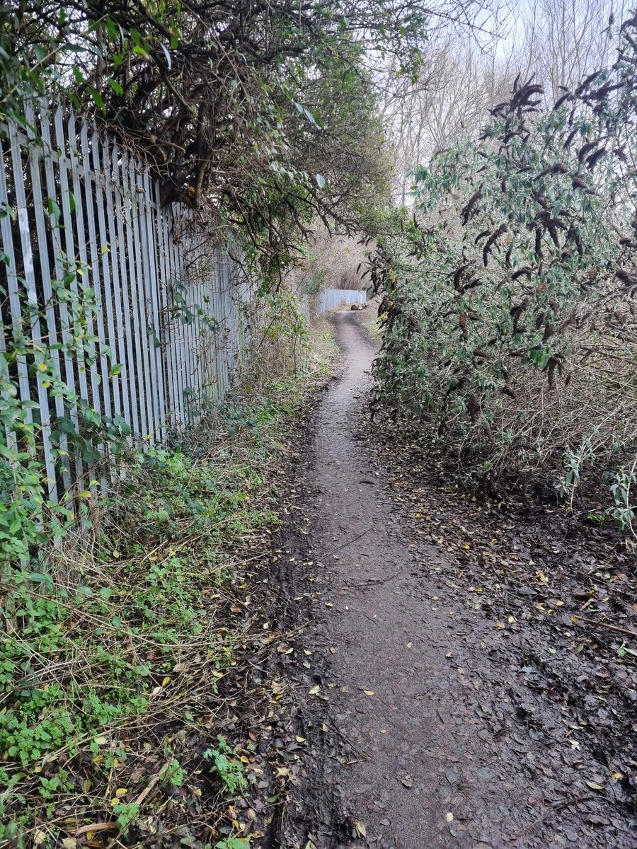BevRandellEyre1's tweet photo. @TPT_National this budleia is having a jolly good go at being path... https://t.co/4sx6mQGhXw