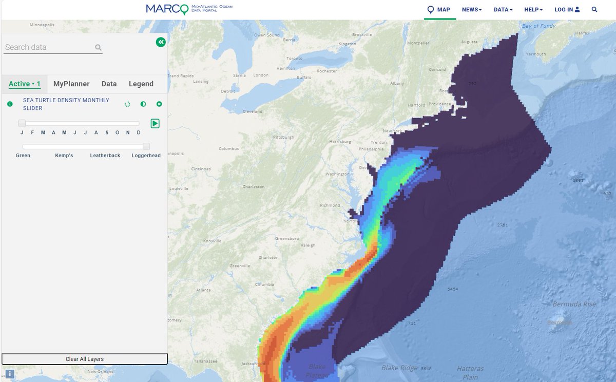 Modeled loggerhead sea turtle density along the East Coast in January. Use our #seaturtle monthly slider to toggle through or animate maps of four 🐢 species at: bit.ly/3RlCbEa 

#mapmonday #mondaymapday #mappingmonday #GIS #marinelife #nature #wildlife #turtles