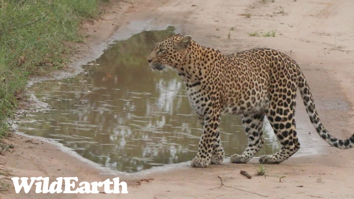 WildEarth tweet media