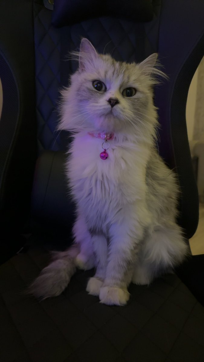 moddii_'s tweet photo. كوكو وجيجي💗 https://t.co/NX2DTdUOC5
