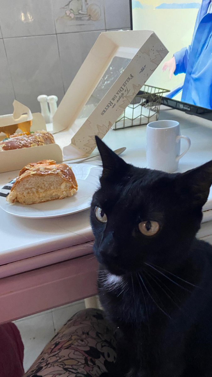 gemacp19's tweet photo. Mi gatito es un goloso de roscón🤌 https://t.co/AmtjRbs4OP