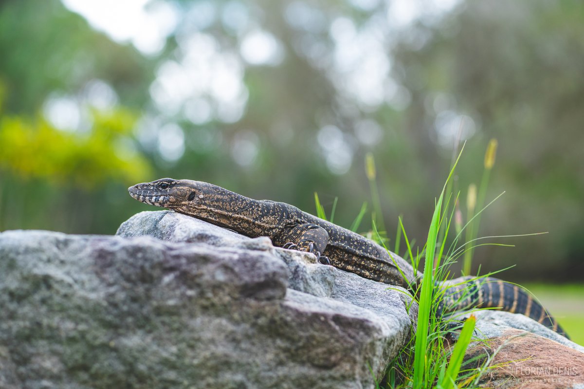 FlorianDenis's tweet photo. 🦎Varanus rosenbergi (Rosenberg's monitor)

📍Red Hill Reserve, New South Wales - Australia

#nature #wildlife #reptile https://t.co/yKSr2cHCu5