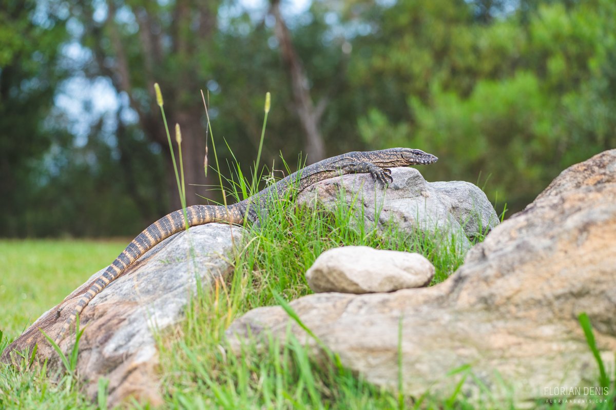 FlorianDenis's tweet photo. 🦎Varanus rosenbergi (Rosenberg's monitor)

📍Red Hill Reserve, New South Wales - Australia

#nature #wildlife #reptile https://t.co/yKSr2cHCu5