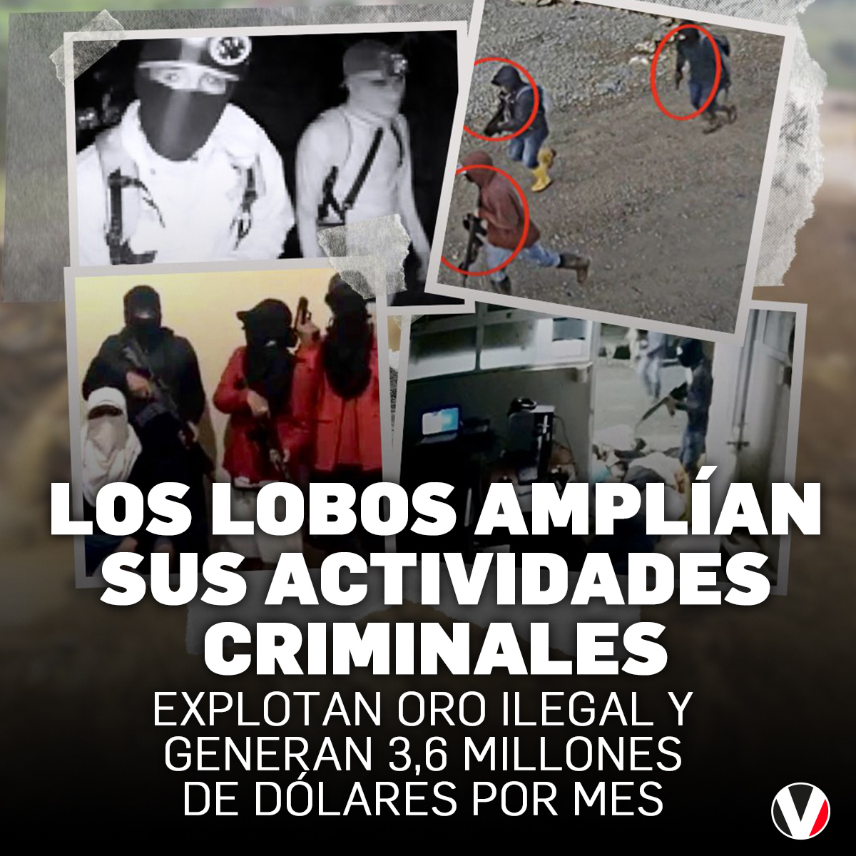 revistavistazo's tweet photo. #EXCLUSIVA | Los Lobos explotan 20 minas de oro, extorsionan a empresas y controlan grupos de mineros ilegales en Camilo Ponce Enríquez (Azuay). También operaría El Tren de Aragua. ▶️ https://t.co/ovmWpCFJFD https://t.co/OI27nx6Dnj