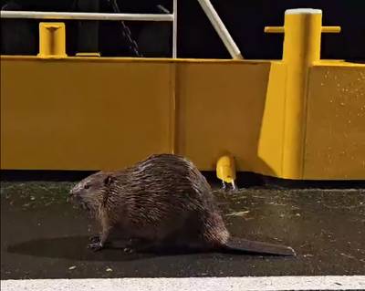 bdossenomgeving's tweet photo. Bever mag niet met veerpont mee naar de overkant van de Maas https://t.co/4sulXIEjem https://t.co/3s3kFtgiEI