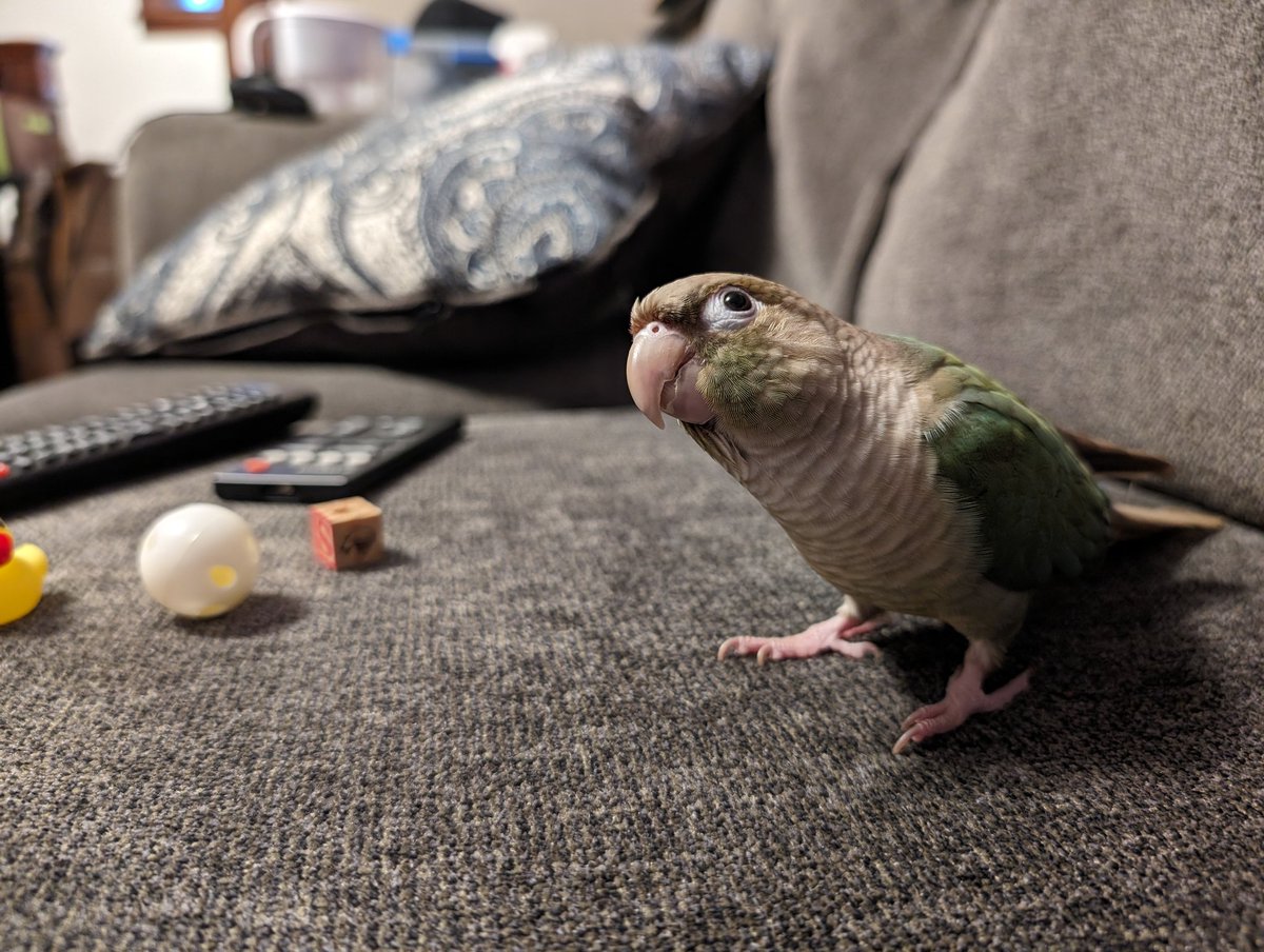 Hi!! Let's watch a movie on the coumch and chew on the remote!!