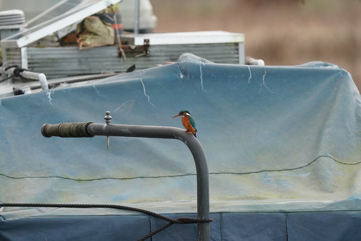 Taking charge of the tiller.  
One of my favourite birds - the Kingfisher.