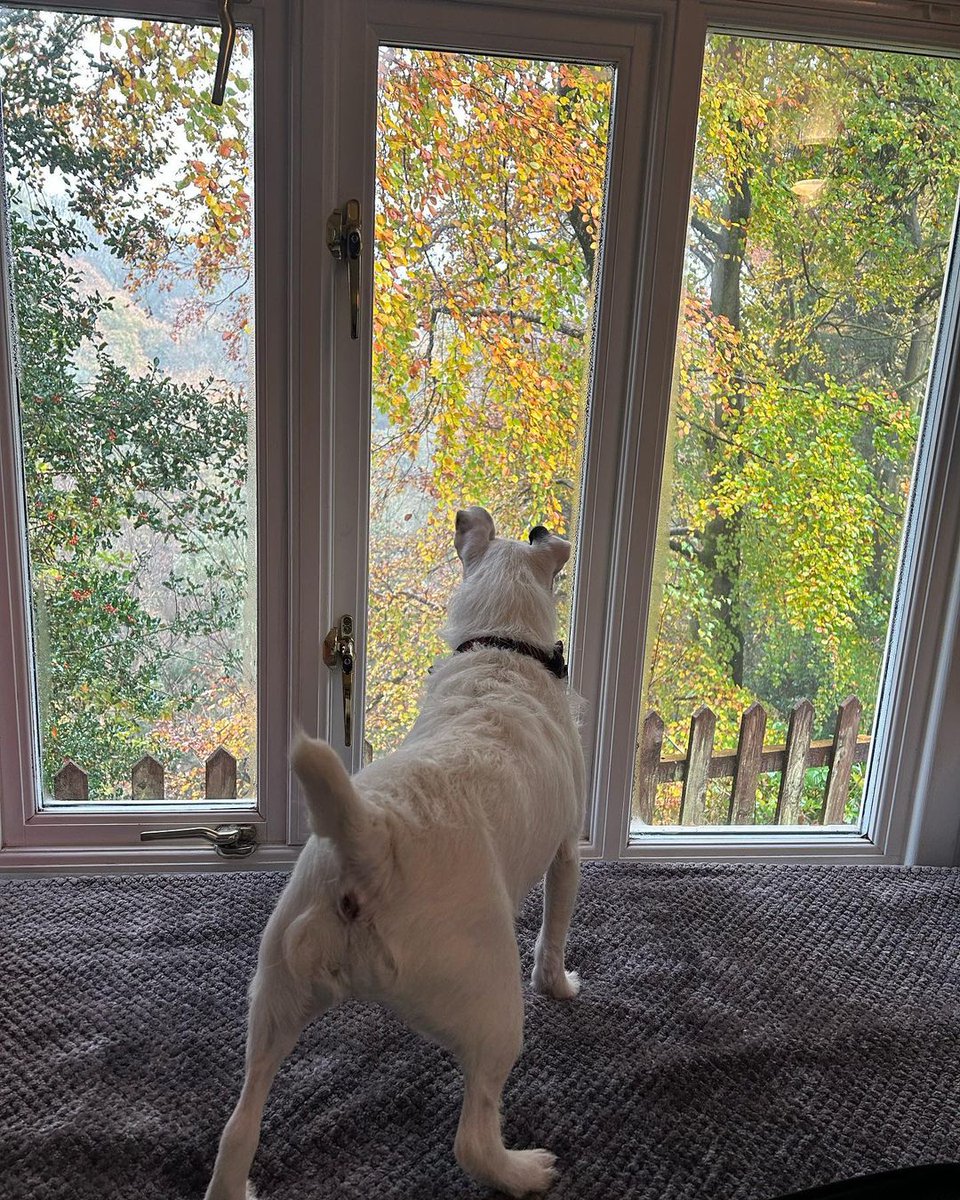 🐾 Share the serenity of our woodland Garden Suites with your loyal four-legged friend by your side 🏞️❤️ 📸 photo credit to @charlrochelle on Instagram #BroadoaksCountryHouse #dogfriendlyhotel #lakedistrictuk #dogfriendlylakedistrict