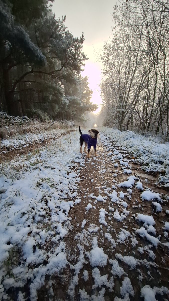 January is #WalkYourDogMonth and what better way to explore the Tweed Valley than with a furry friend! 
Here are our very special team members who know how to get the most out of the beautiful landscape we work in.
#destinationtweedUK #dogs #rivertweed