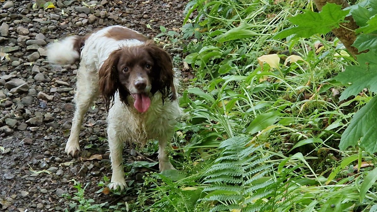 DestTweedUK's tweet image. January is #WalkYourDogMonth and what better way to explore the Tweed Valley than with a furry friend! 
Here are our very special team members who know how to get the most out of the beautiful landscape we work in.
#destinationtweedUK #dogs #rivertweed