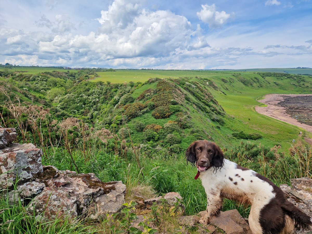 DestTweedUK's tweet image. January is #WalkYourDogMonth and what better way to explore the Tweed Valley than with a furry friend! 
Here are our very special team members who know how to get the most out of the beautiful landscape we work in.
#destinationtweedUK #dogs #rivertweed