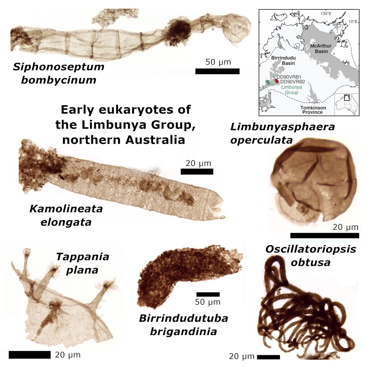 Early Eukaryotic microfossils from the late Paleoproterozoic Limbunya Group, northern Australia, reveal early diversity onlinelibrary.wiley.com/doi/10.1002/sp… @Neoprotfossil <a href="/ucsantabarbara/">UC Santa Barbara</a> <a href="/wileyearthspace/">Wiley Earth and Space Science</a>