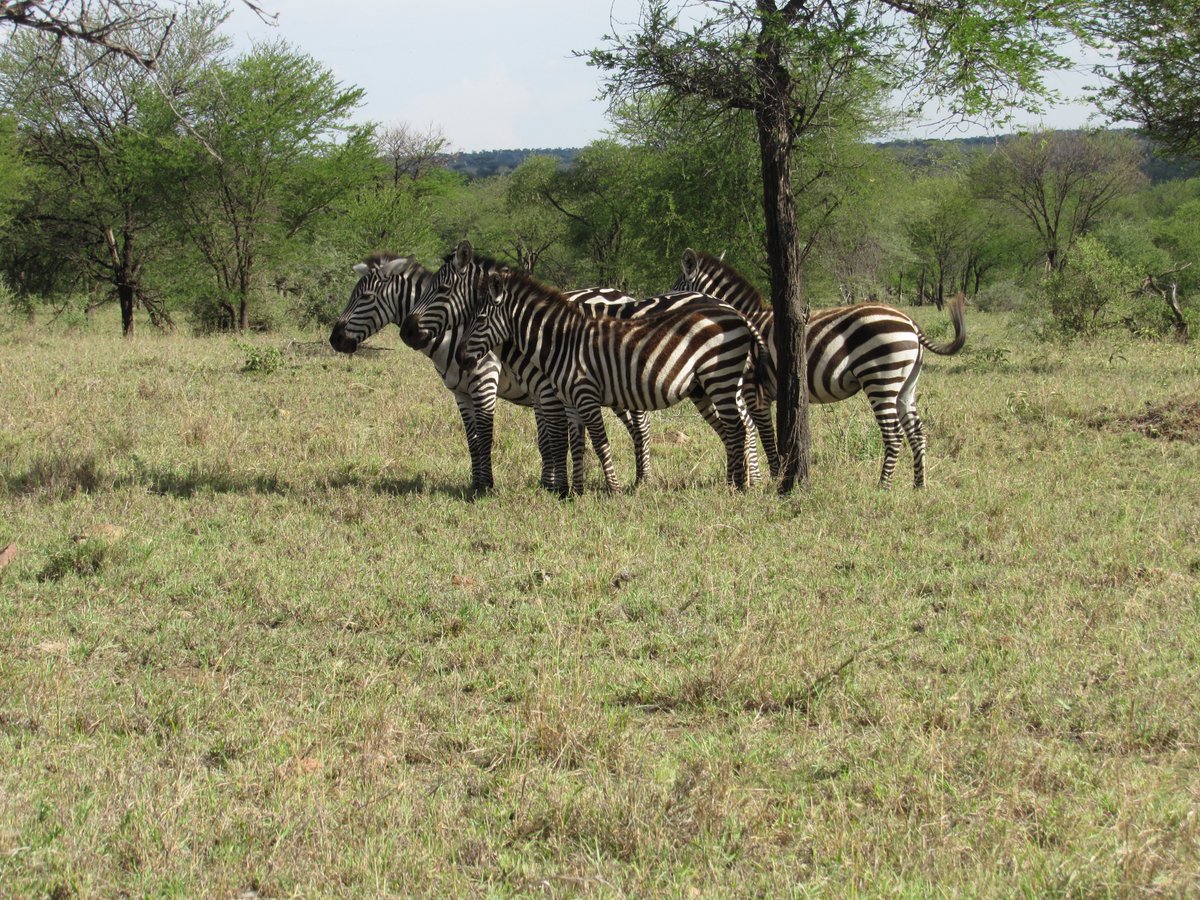 borderlesstours's tweet photo. Its Zebra life, #dancingzebra #wildwild #wondersofadventures #borderless https://t.co/t5owAGSU5l