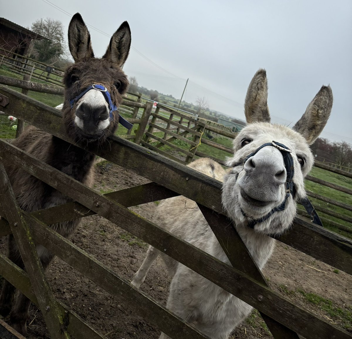 FarmAnimalSanct's tweet photo. Happy Monday from 2 happy donkeys 🥰🫏
#happymonday #monday #goodstarttotheweek
#rescuedonkey #donkeys https://t.co/3TCIhEsO0s