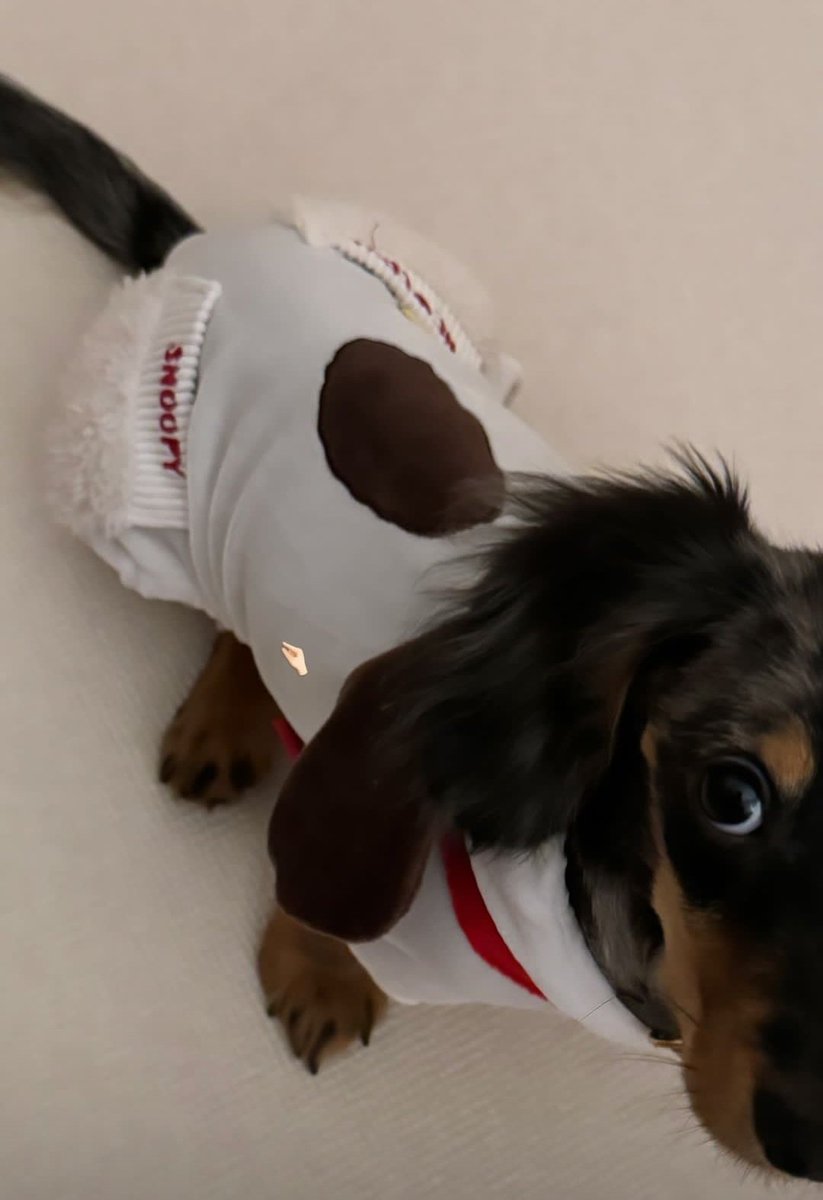 frc_barbs's tweet photo. 👀
#Fluffy 
#Fluffreen 
#srchafreen
#srchafreenwithfluffy https://t.co/JTBId1sclx