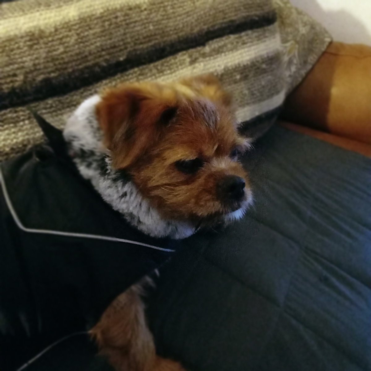 BarkoDonny's tweet photo. Wasn't sure about this new coat at first but today it has kept me super cosy. Hoom mum was a bit chilly. #btposse #snowoutside https://t.co/IRF3Q90je6