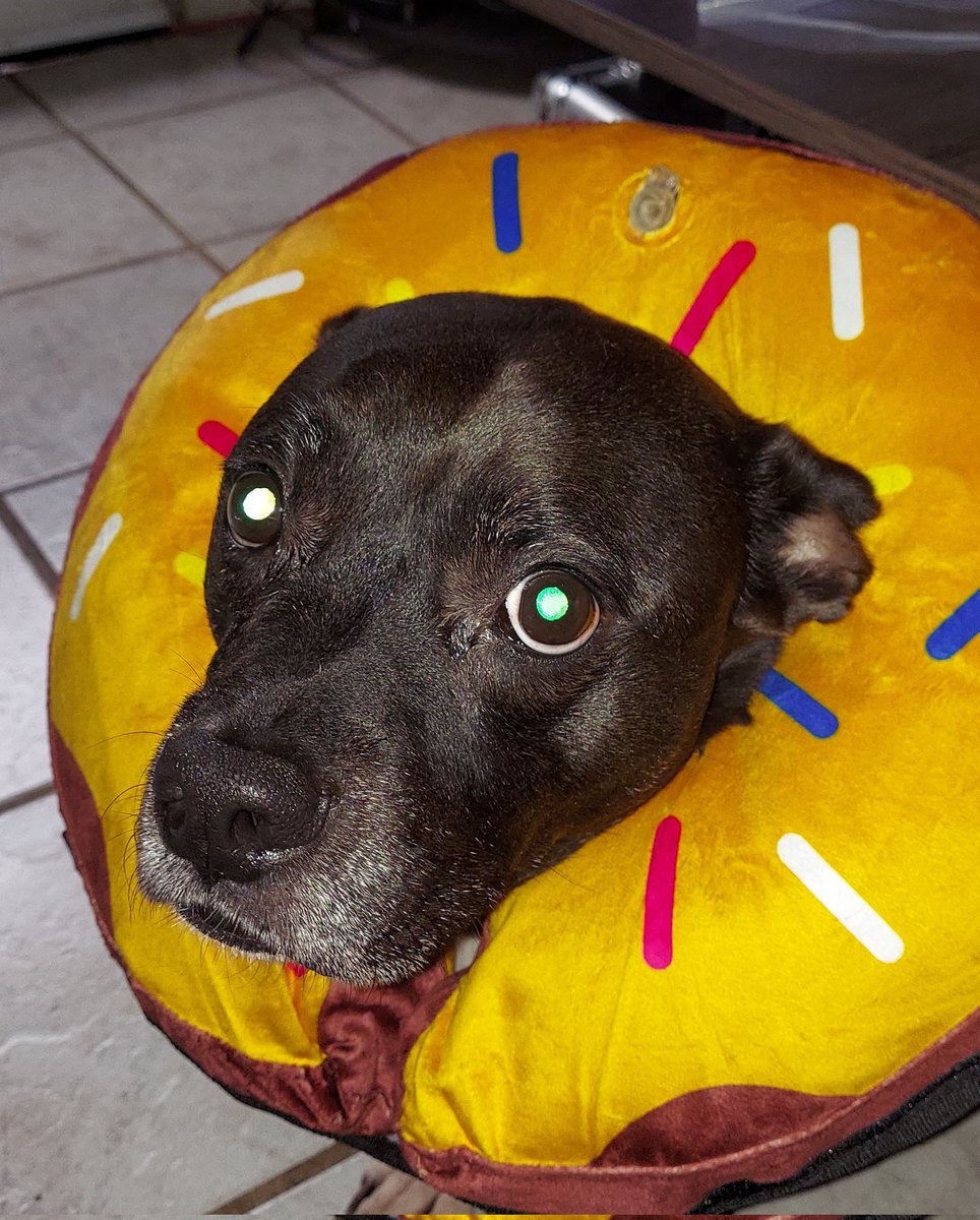 🦩The Flaming(o) King🦩 tweet media