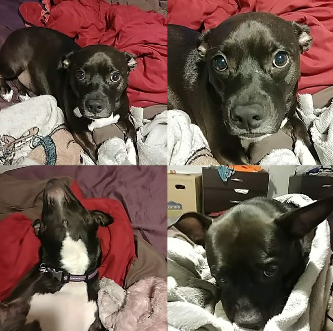 🦩The Flaming(o) King🦩 tweet media