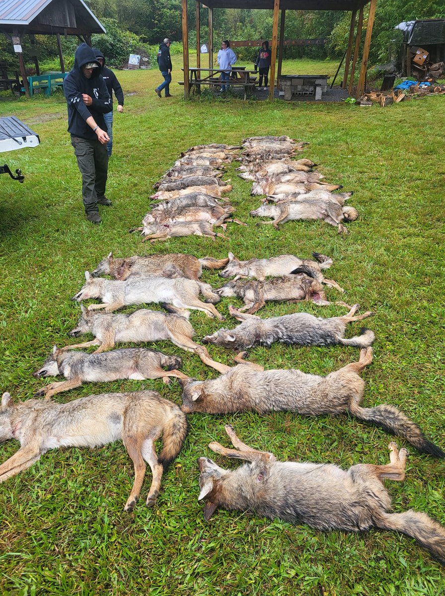 BanKillContests's tweet image. .@GovernorShapiro @PennsylvaniaGov @PennsylvaniaDEP @PaLegis @PaHouseDems @PAHouseGOP @PaSenateDems @PASenateGOP Slob hunting alive &amp;amp; well in #Pennsylvania. #BanWildlifeKillingContests