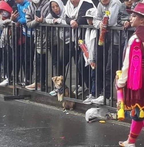 nacional_memes's tweet photo. Reacciona a este Cheemsito de Pasto :3 para que tengas un año lleno de carnavales 🐶 https://t.co/z21C1MG7U2