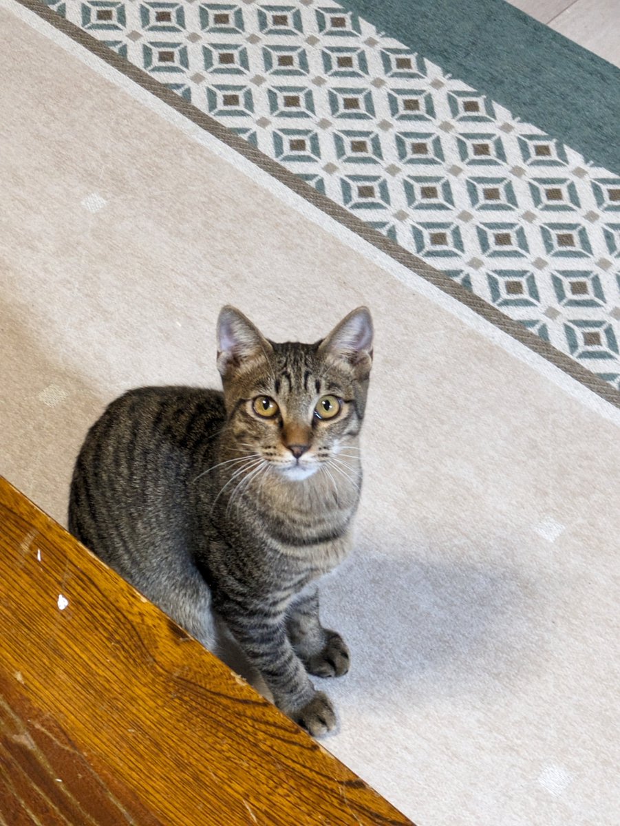 But did you bring treats? #adoptdontshop #rescuecats