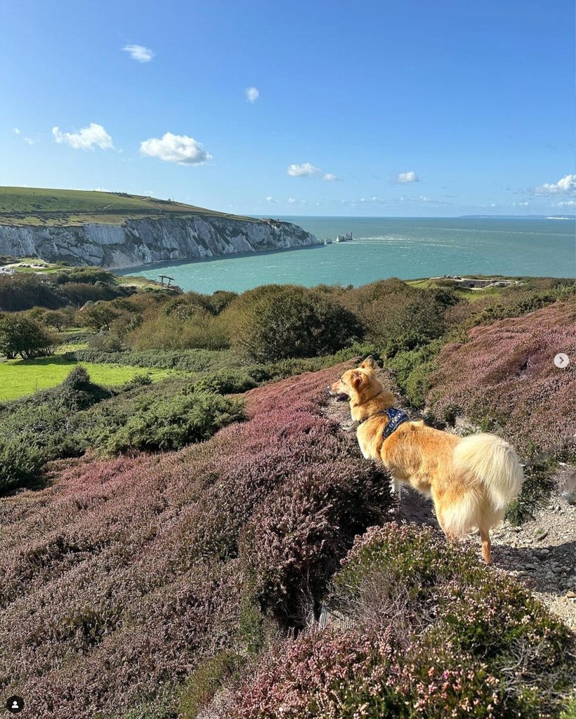 Isleofwight's tweet photo. Where will your four legged adventurer take you? 🐾

📌 Headon Warren
📷️ sawyer.found.a.home (IG)
⁠
#exploreisleofwight #islandlife #greatphoto #coastalwalk #view #pretty #dogwalk #nationaltrust #walkies #mansbestfriend #HeadonWarren #WestWight #Theneedleslandmarkattraction https://t.co/WqbZ3hhpq6