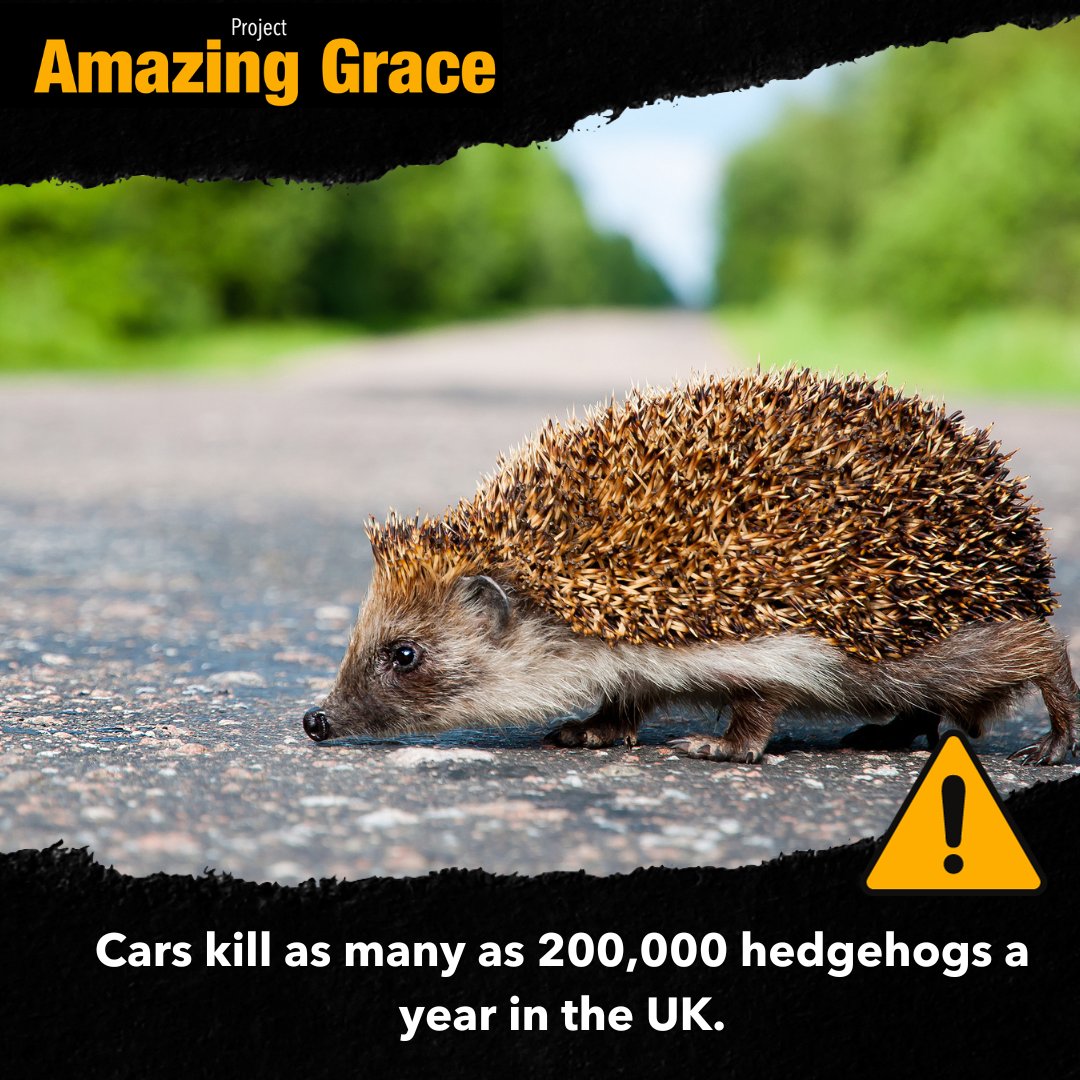 Hedgehog Hazards - Roads & Traffic 💚🦔
Please find cautiously. Hedgehogs are particularly vulnerable to road traffic accidents because their instinct is to curl up and freeze.
#HedgehogRoadSafety #SaveOurHedgehogs
gracethehedgehog.co.uk/hazards-grace