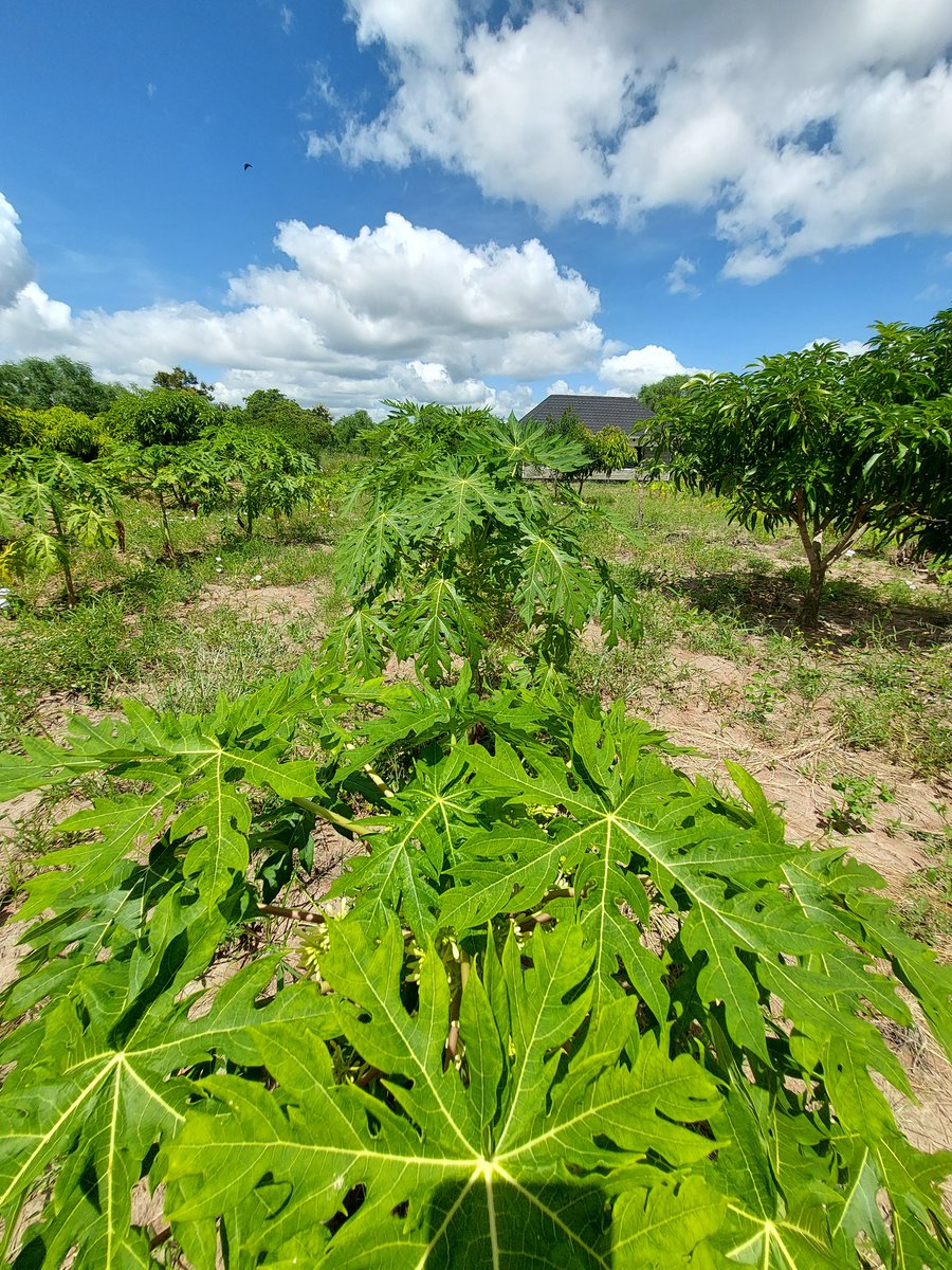 Ben_Kitili's tweet photo. Planting fruit trees is more sustainable than planting basic trees.

Fruit trees are more resilient to climate change because they are largely indigenous and their roots run deeper.

Fruit trees also directly boost food security and are a solid economic enabler. Cc @kitilifarms https://t.co/WNc0Y9Dx4p