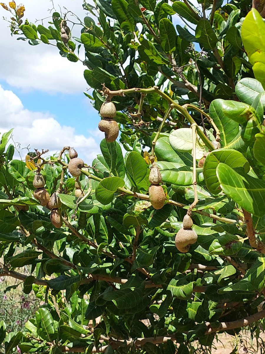 Ben_Kitili's tweet photo. Planting fruit trees is more sustainable than planting basic trees.

Fruit trees are more resilient to climate change because they are largely indigenous and their roots run deeper.

Fruit trees also directly boost food security and are a solid economic enabler. Cc @kitilifarms https://t.co/WNc0Y9Dx4p