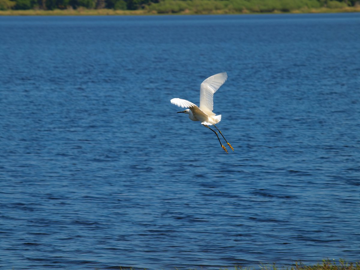 Some wildlife photos from Myakka River State Park.
#floridastateparks #photography #wildlifephotography #alligator #baldeagle #birdphotography #roseatespoonbill #snowyegret