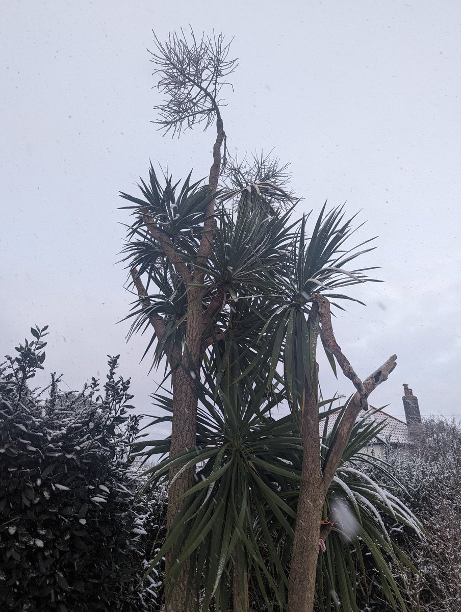 #Snow I think this is only the 4th 5th time I've seen snow in #Worthing since I moved here 18 years ago, it's that rare! I'm especially loving the snow on my trees, everything looks way more pretty in the snow! 🥶❤️❄️🌨️☃️❤️🥶