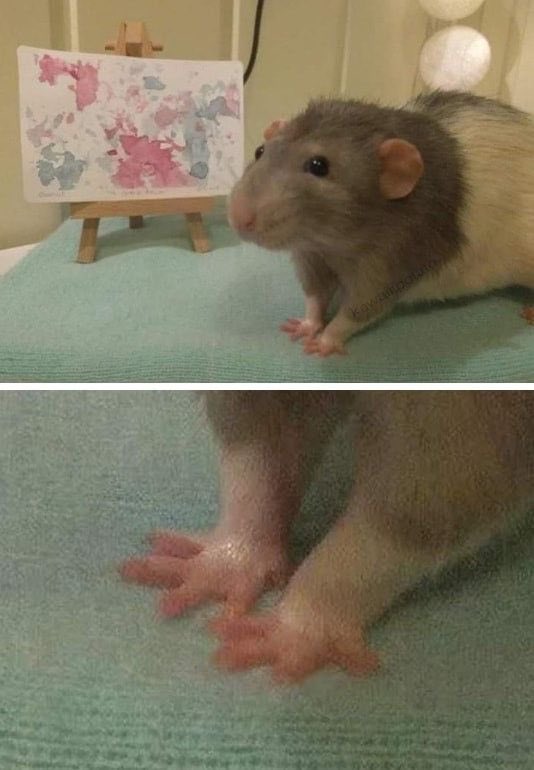 💖 (@twaniimals) on Twitter photo 
