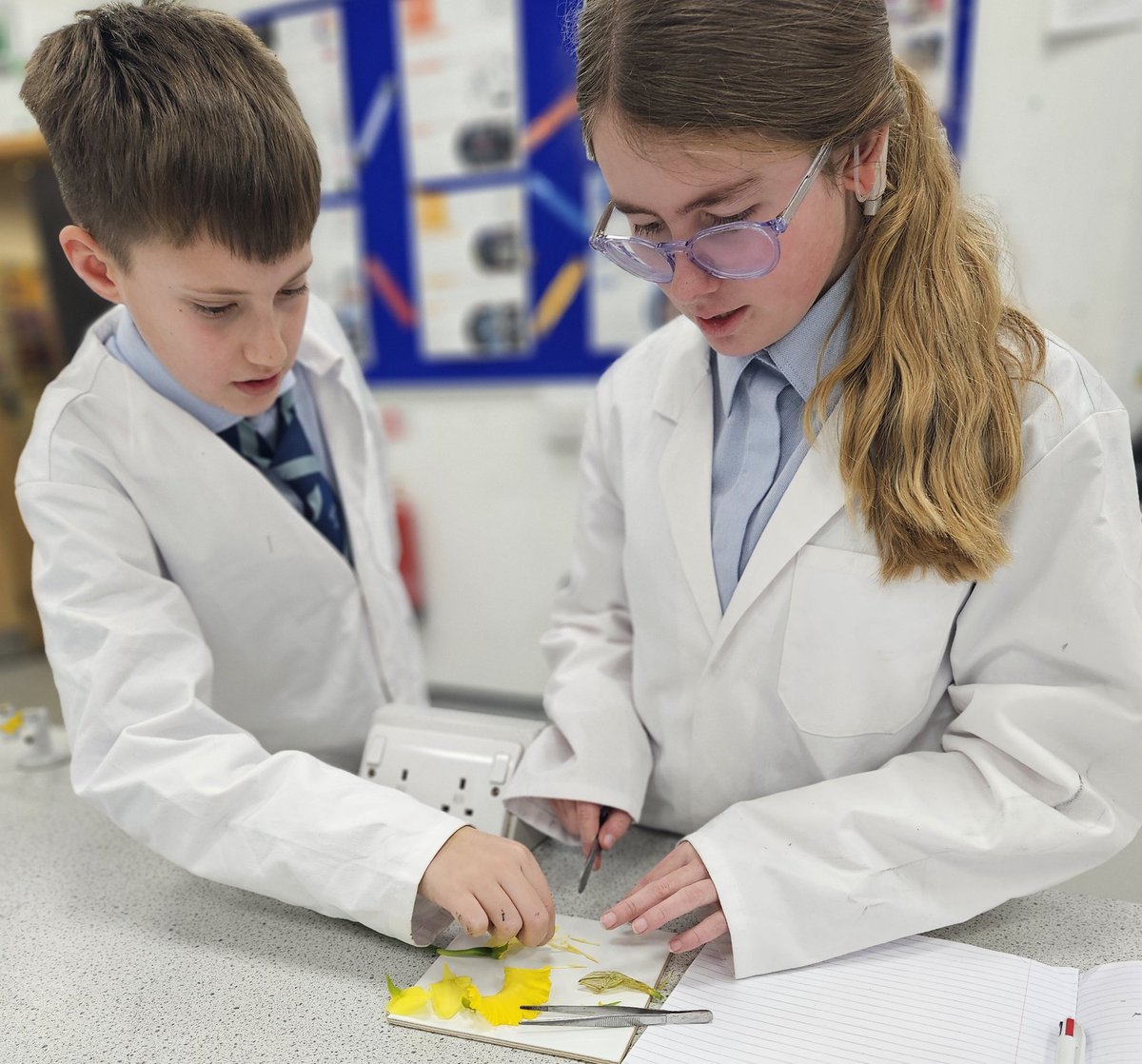 Year 7 biologists began the Plant Reproduction topic with a daffodil dissection and labelling exercise 🌼 👩‍🔬 #nurturingpotential #inspiringsubjectpassion #thetranbyway