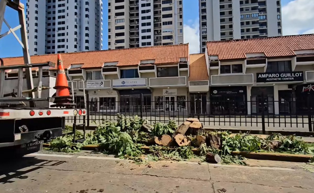 rickydominguez2's tweet photo. Ayer nos enteramos de la tala de árboles en Marbella. Quiero aclarar que no estábamos al tanto de que harían esto y no estamos de acuerdo porque estas especies, Lluvia de Oro, no son invasivos. En todo caso consideramos que este no es el mejor momento (abro hilo) https://t.co/0G3ZW3CBwh