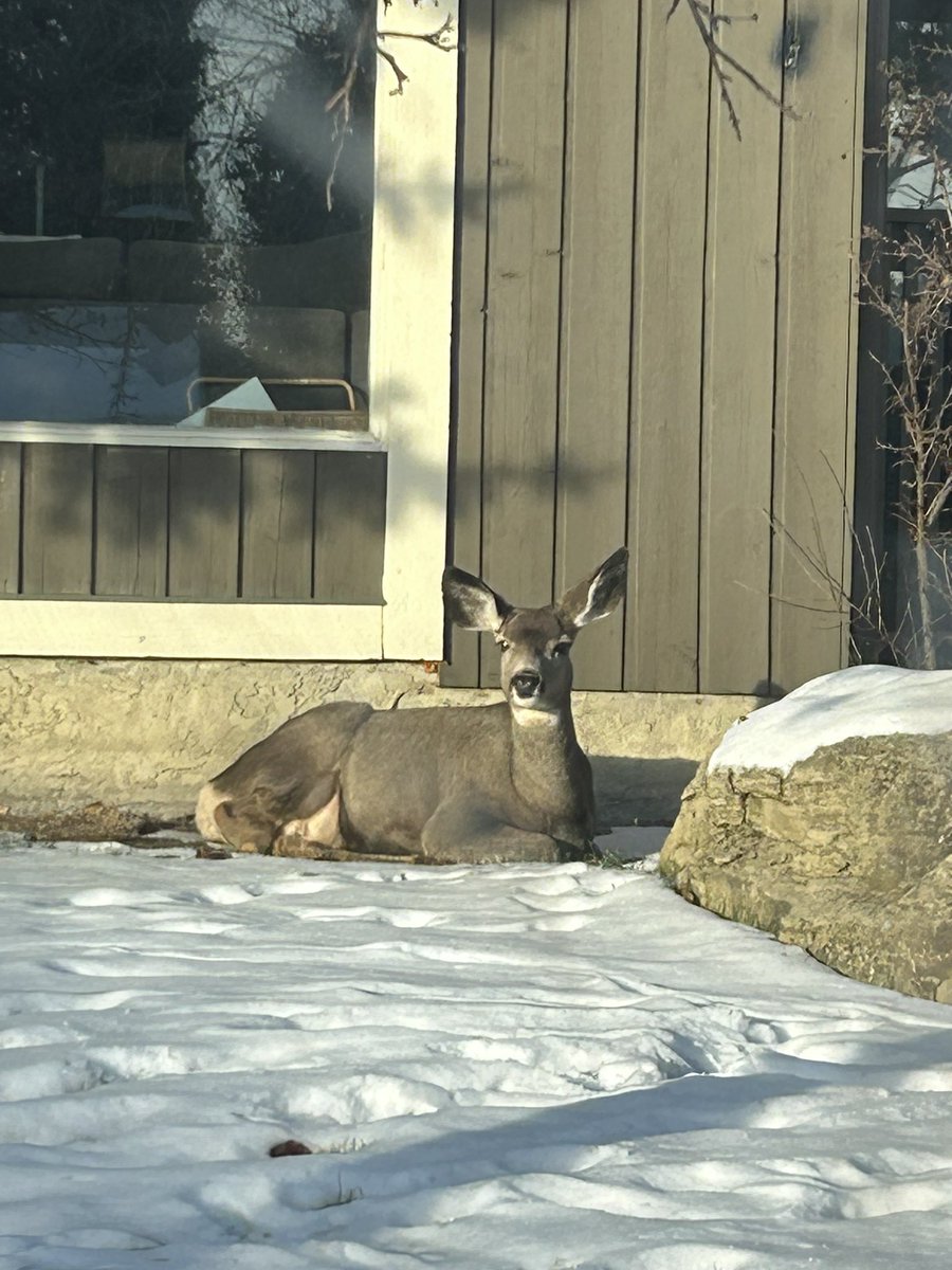 smith2142's tweet photo. Only in #Calgary there will be a 3 legged deer chilling out in the city https://t.co/LPqT15AdbA