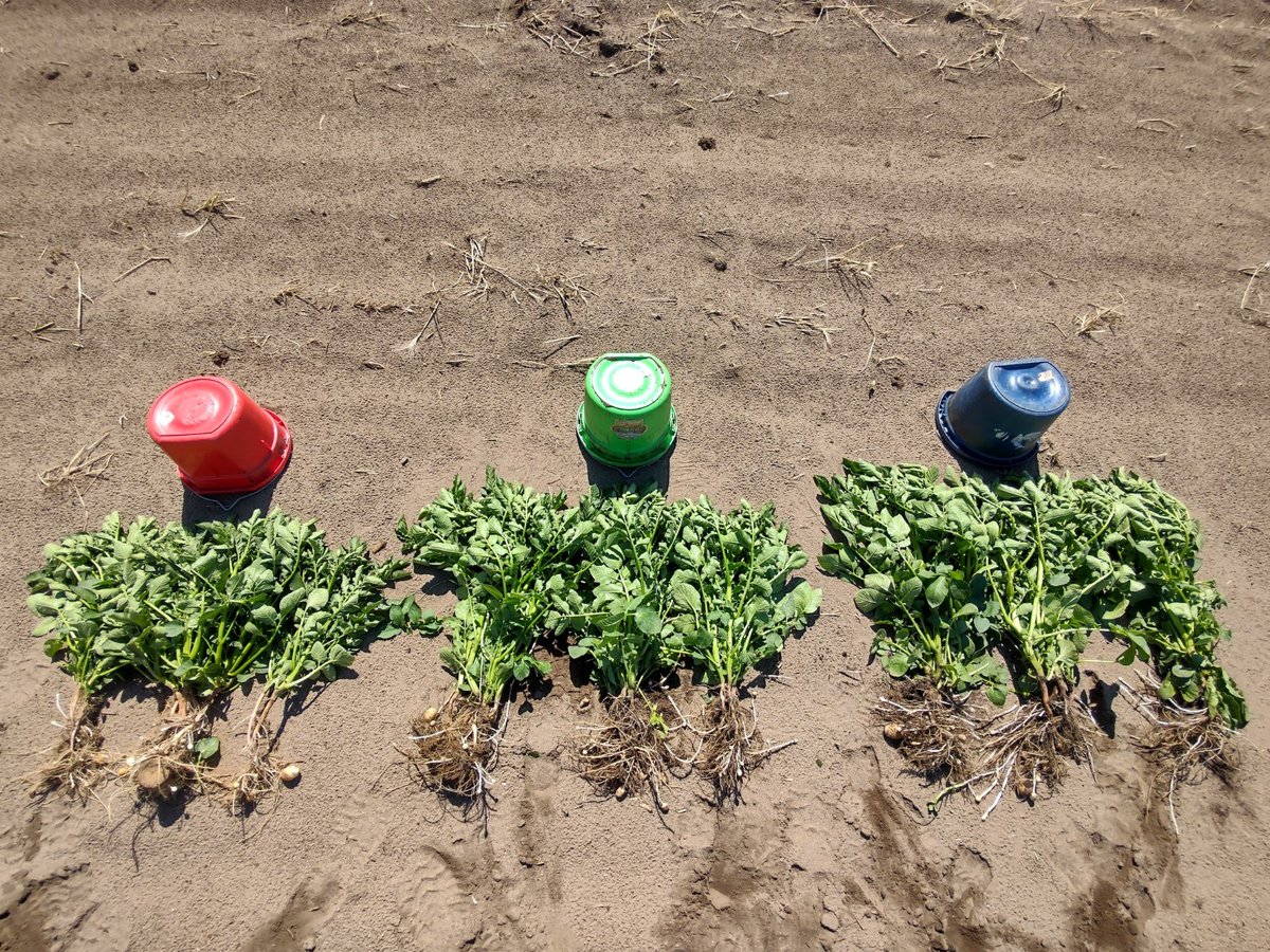 michaeldunnCCA's tweet photo. High Resolution #Soil #Mapping WITHOUT EC/EM Carts
#SMART4D Zone Management System allows for efficient, high resolution soil variability mapping without time-consuming terrestrial-based sensor mapping
#BeyondNDVI #PrecisionAg #Potato #Potatoes #Sustainability #Irrigation https://t.co/2X7A2YOcrj