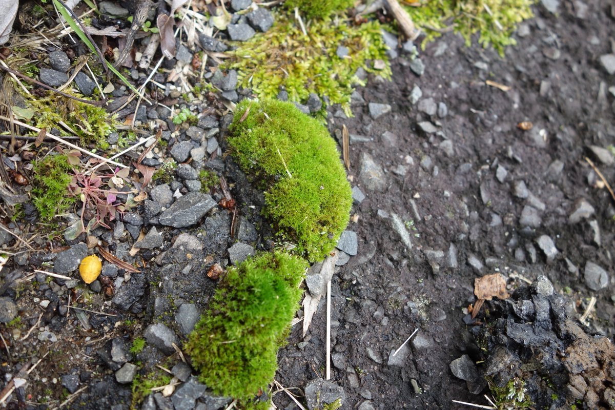 @harlan_wx #MossMonday #moss #green #landscapephotography