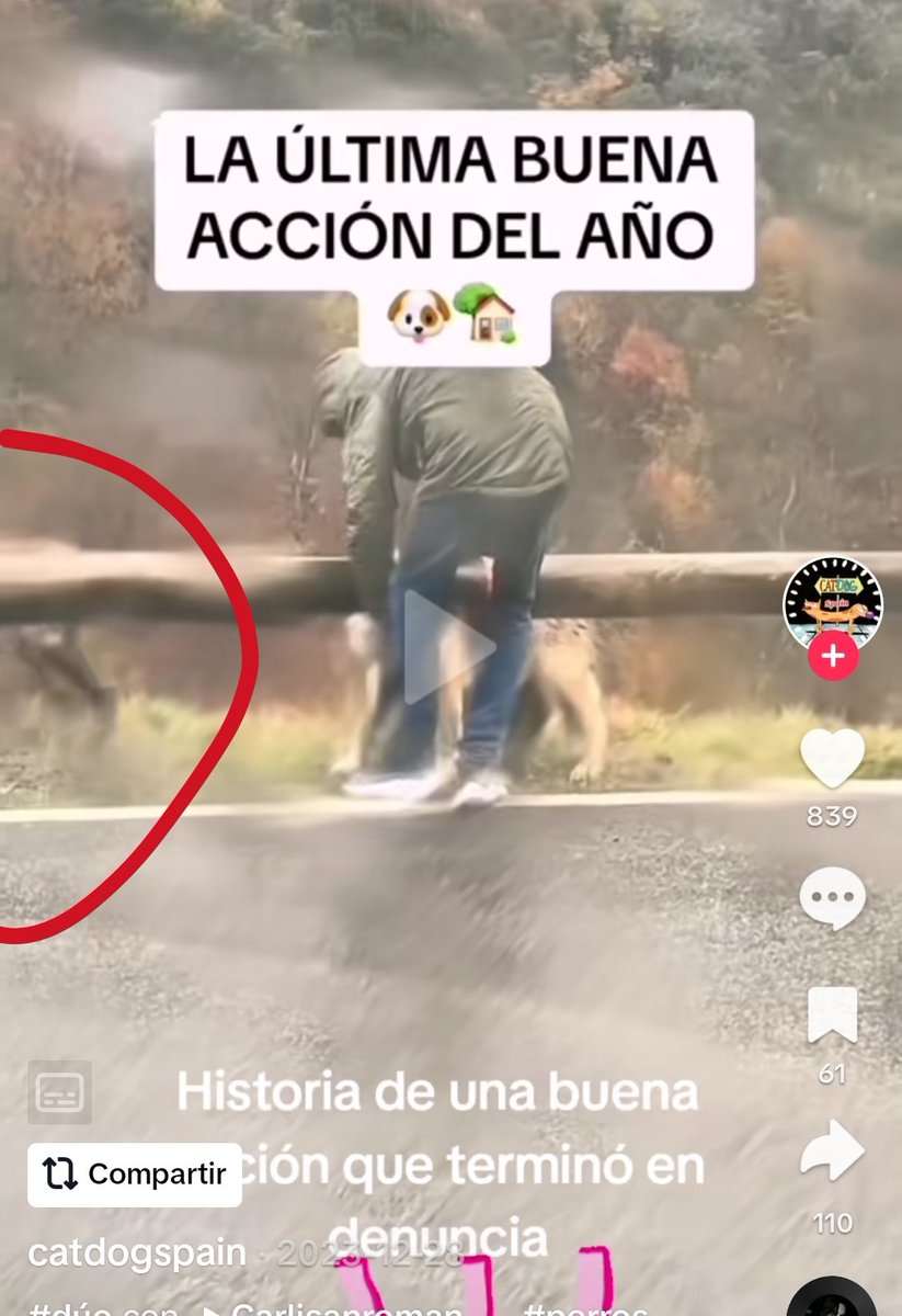 Lokoc5's tweet photo. @dasfletcher @Pablo_R70 @20m Está tan solo que en el video se ve a una cabra pasando al lado y tiene garrapatas porque en el campo hay garrapatas https://t.co/dRuWLEgydt